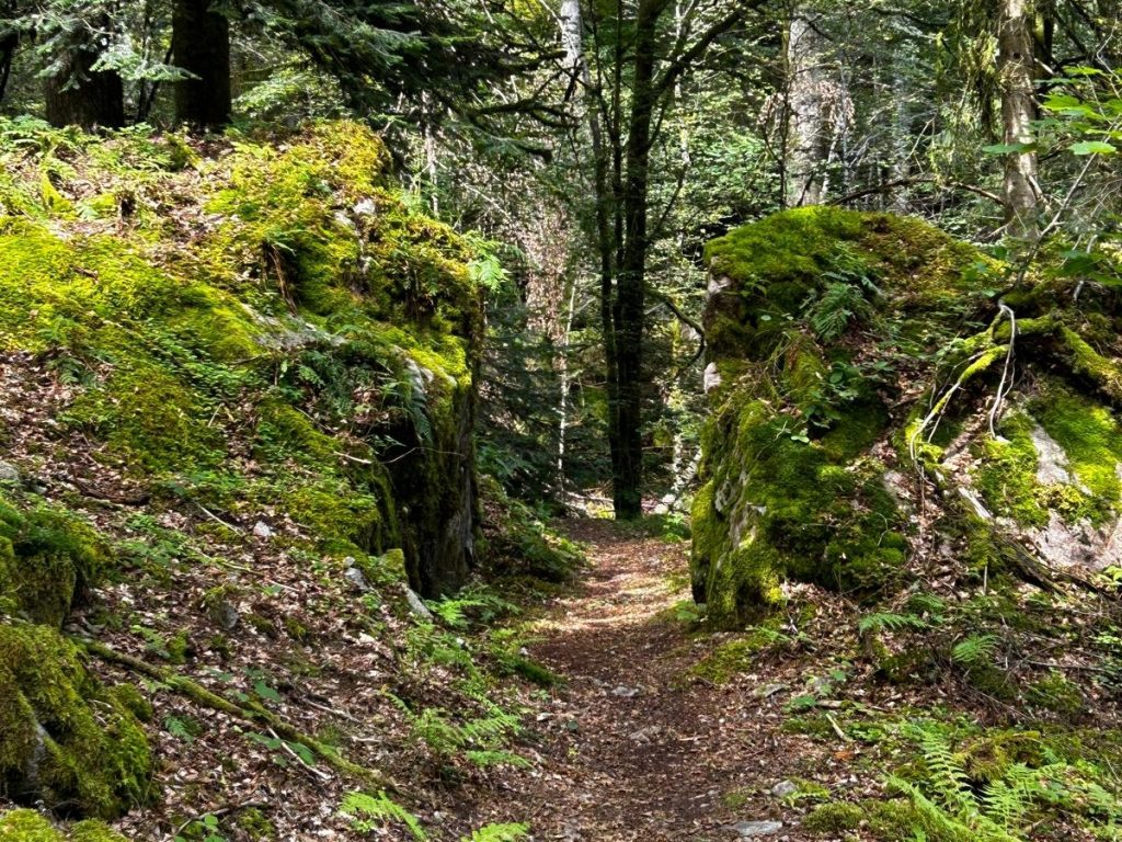 Wanderwege in Höchenschwand für alle Schwierigkeitsgrade