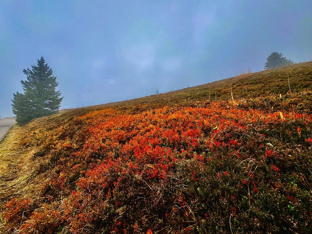 Wandern im herbstlichen Schwarzwald