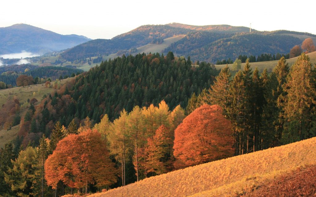 Farbenprächtiger Herbstwald